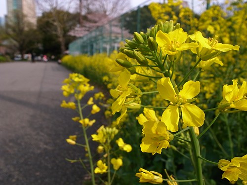 hibiya_park